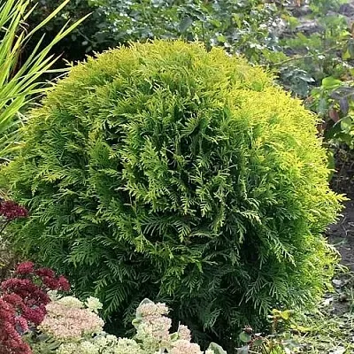 Туя ЕЛЛОУ ГЛОБ западная в Новосибирске