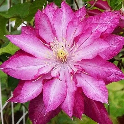 Клематис КАЕН  Клематис КАЕН в Новосибирске