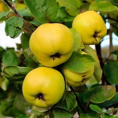 Айва ЯБЛОКОВИДНАЯ  Айва ЯБЛОКОВИДНАЯ в Новосибирске