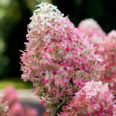 Гортензия РОЯЛ ФЛОВЕР метельчатая  Гортензия РОЯЛ ФЛОВЕР метельчатая в Новосибирске