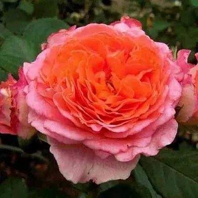 Саженцы роз НОТР ДАМ ДЮ РОЗЕР шраб в Новосибирске