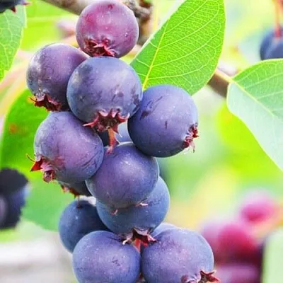 Ирга СМОУКИ  Ирга СМОУКИ в Новосибирске