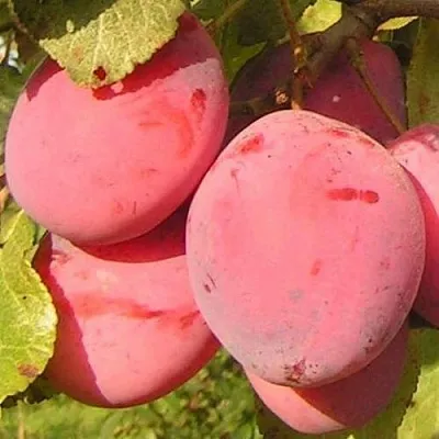 Слива ФАВОРИТЕ ДЕ СУЛТАНО в Новосибирске