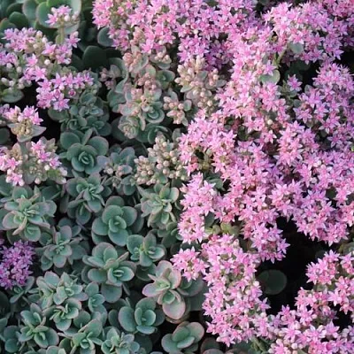 Очиток (седум) САНСПАРКЛЕР ЛАЙМ ЗИНГЕР в Новосибирске