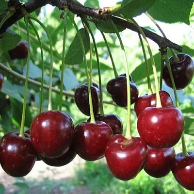 Вишня БЫСТРИНКА в Новосибирске