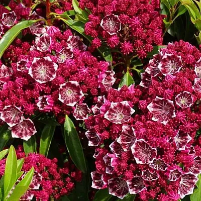 Кальмия Калейдоскоп Кальмия Калейдоскоп