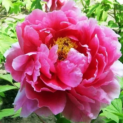 Пион ВОСХОД СОЛНЦА древовидный  Пион ВОСХОД СОЛНЦА древовидный в Новосибирске