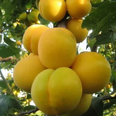 Слива ЛОДВА  Слива ЛОДВА в Новосибирске