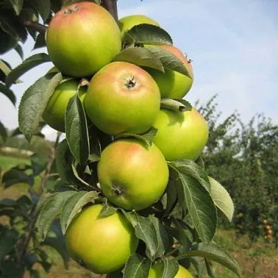 Яблоня ЛУКОМОР колонновидная в Новосибирске