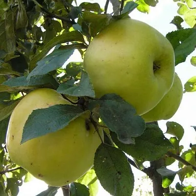 Яблоня Антоновка Обыкновенная в Новосибирске