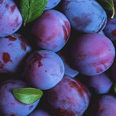 Слива  Слива в Новосибирске