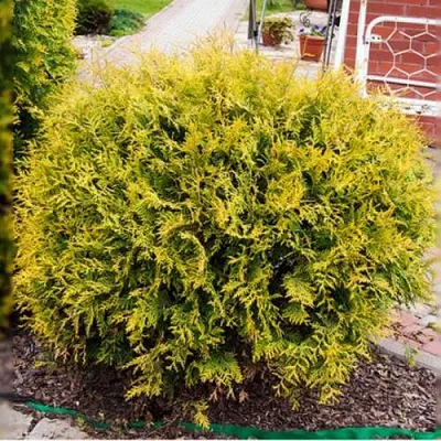 Туя КОЛЛЕРС ГОЛД складчатая в Новосибирске