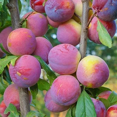 Слива КОЛОННОВИДНАЯ  Слива КОЛОННОВИДНАЯ в Новосибирске