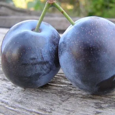 Слива БЛЮФРИ  Слива БЛЮФРИ в Новосибирске