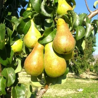 Груша Г-9 колонновидная в Новосибирске