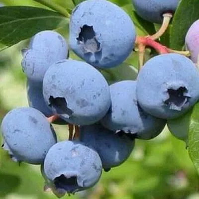 Голубика ДАРРОУ  Голубика ДАРРОУ в Новосибирске