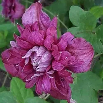 Клематис ПУРПУРЕА ПЛЕНА ЭЛЕГАНС  Клематис ПУРПУРЕА ПЛЕНА ЭЛЕГАНС в Новосибирске