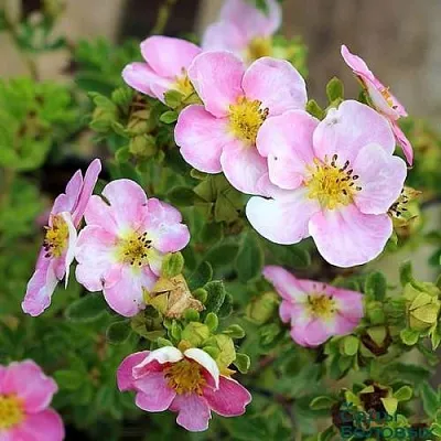 Лапчатка НЬЮ ДАУН кустарниковая  Лапчатка НЬЮ ДАУН кустарниковая в Новосибирске