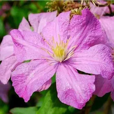 Клематис КОМТЕСС ДЕ БУШО  Клематис КОМТЕСС ДЕ БУШО в Новосибирске