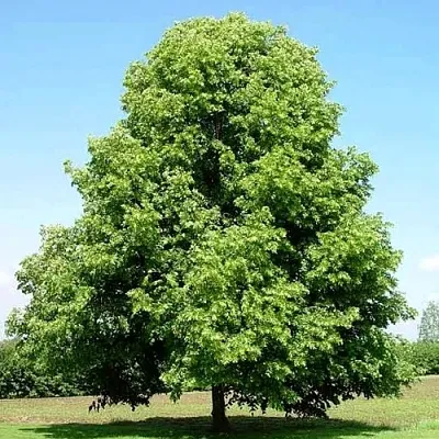 Липа мелколистная  Липа мелколистная в Новосибирске