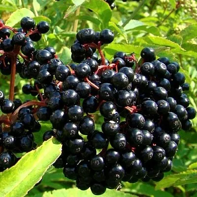 Бузина  Бузина в Новосибирске