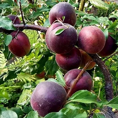 Шарафуга БЕЛЛА РОЯЛЬ в Новосибирске