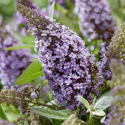 Буддлея давида БАТТЕРФЛЯЙ КАНДИ ЛИЛА СВИТХАРТ  Буддлея давида БАТТЕРФЛЯЙ КАНДИ ЛИЛА СВИТХАРТ в Новосибирске