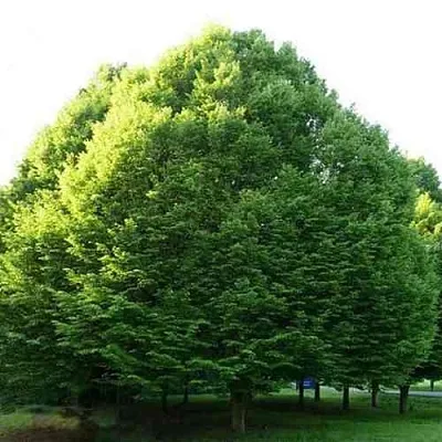 Граб японский в Новосибирске