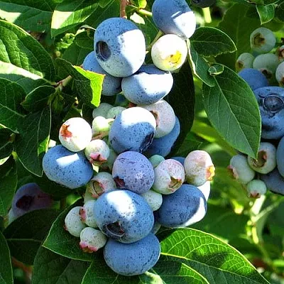 Голубика ВЕЙМУТ  Голубика ВЕЙМУТ в Новосибирске