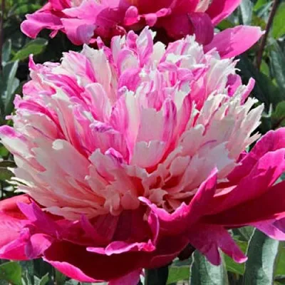 Пион ДЕЙДРИМ травянистый  Пион ДЕЙДРИМ травянистый в Новосибирске