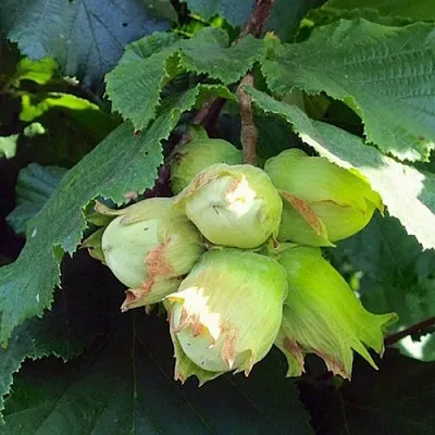 Фундук ТАМБОВСКИЙ РАННИЙ  Фундук ТАМБОВСКИЙ РАННИЙ в Новосибирске