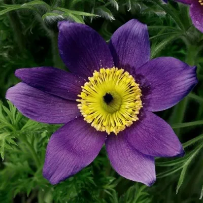 Прострел ПИНВИЛ БЛЮ ШЕЙДЕС в Новосибирске