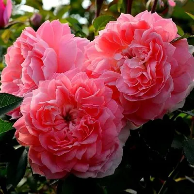 Саженцы роз ОЛЬГА шраб в Новосибирске