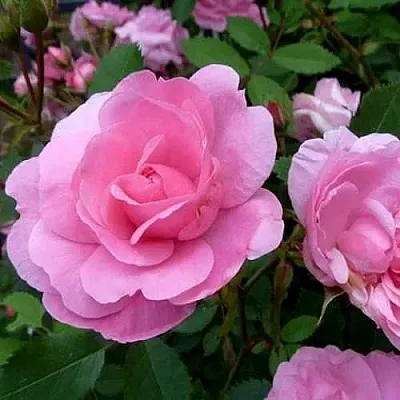 Саженцы роз ДЖОН ДЭВИС плетистая  Саженцы роз ДЖОН ДЭВИС плетистая в Новосибирске