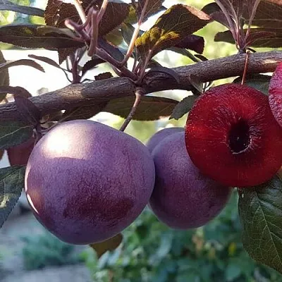 Слива ПАННА   Слива ПАННА  в Новосибирске