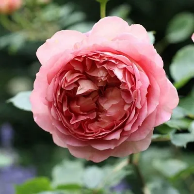 Саженцы роз РИДЖЕНТС ПАРК чайно-гибридная  Саженцы роз РИДЖЕНТС ПАРК чайно-гибридная в Новосибирске