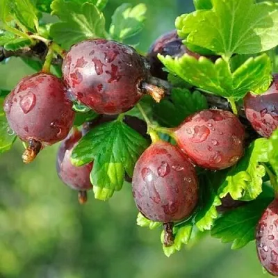 Крыжовник СЕРЕНАДА в Новосибирске