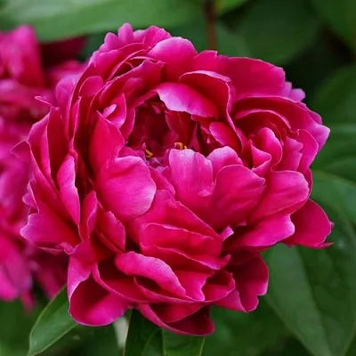 Пион ЛУИ ВАН-ГУТТ травянистый  Пион ЛУИ ВАН-ГУТТ травянистый в Новосибирске