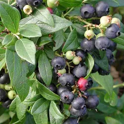 Голубика ПУТТЕ  Голубика ПУТТЕ в Новосибирске