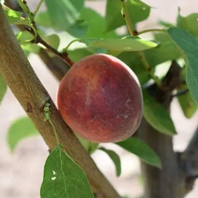 Плумкот БИРИКОККОЛО СУЗИНКОККО  Плумкот БИРИКОККОЛО СУЗИНКОККО в Новосибирске