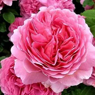 Саженцы роз ПРИНЦЕССА АЛЕКСАНДРА ОФ КЕНТ английская в Новосибирске