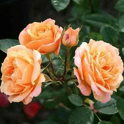 Саженцы роз КЛЕМЕНТИНА миниатюрная в Новосибирске