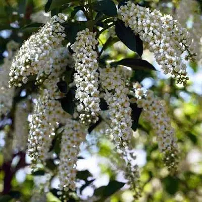 Черемуха виргинская ШУБЕРТ  Черемуха виргинская ШУБЕРТ в Новосибирске