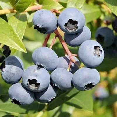 Голубика КРОЭТЭН  Голубика КРОЭТЭН в Новосибирске