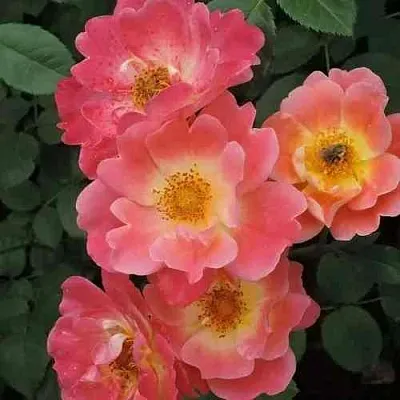 Саженцы роз ГЕРЦОГИНЯ ФРЕДЕРИКА шраб в Новосибирске