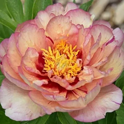 Пион КЭЛЛИС МЕМОРИ ито-гибрид  Пион КЭЛЛИС МЕМОРИ ито-гибрид в Новосибирске