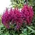 Астильба ВИЖНС китайская в Новосибирске