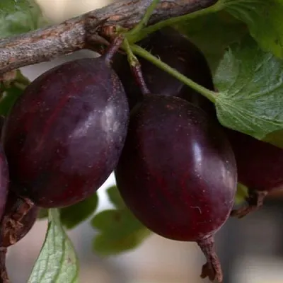 Крыжовник ЧЕЛЯБИНСКИЙ СЛАБОШИПОВАТЫЙ в Новосибирске