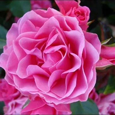 Саженцы роз АЙ ЭМ ГРЕЙТФУЛ флорибунда  Саженцы роз АЙ ЭМ ГРЕЙТФУЛ флорибунда в Новосибирске