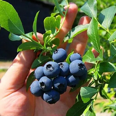 Голубика НОРТ КАНТРИ  Голубика НОРТ КАНТРИ в Новосибирске